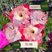 Rosa do Deserto ROXA DOBRADA COR NOVA TS745