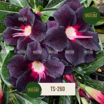 ROSA DO DESERTO ROXA DOBRADA exótica TS-260 ROSA DO DESERTO ROXA DOBRADA exótica TS-260