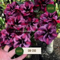 Rosa do Deserto roxa DOBRADA GM200 Rosa do Deserto roxa DOBRADA GM200