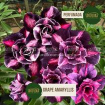 Rosa do Deserto roxa dobrada Grape Amarilys Perfumada