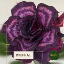 Rosa do deserto Roxa dobrada Índigo Glaze Flor Gigante