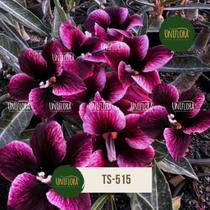Rosa do Deserto roxinha exótica SINGELA TS515