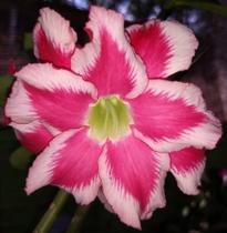 Rosa Do Deserto Royal Flare - Floranet