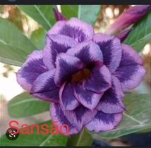 Rosa do deserto Sansão enxertada ev 97