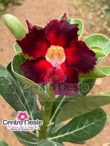 Rosa do Deserto - Sementeira Planta 0009/22 - Centro Oeste Rosas do Deserto