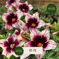 Rosa do Deserto SINGELA Branca com meio Roxo RT75