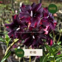 Rosa do deserto SINGELA NEGRA COM LISTRAS VERMELHAS LANÇAMENTO RT95