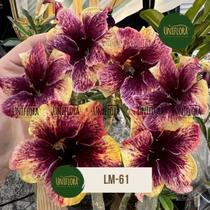 Rosa do Deserto SINGELA TONS LARANJA LM61