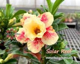 Rosa do deserto Solar Reef