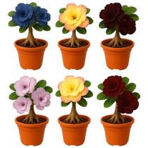 Rosa Do Deserto Sortidas 6 Mudas Vaso Pote 6 Viveiro Gcnb
