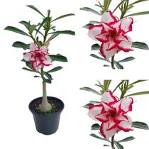 Rosa do Deserto Suculenta Adenium Obesum Adulta Flor Natural Linda Planta De Exterior Jardim Beleza Natural Ambiente