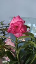 Rosa do deserto