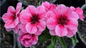 Rosa do deserto Swallow enxertada