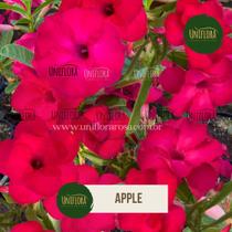 Rosa do deserto swazicum apple