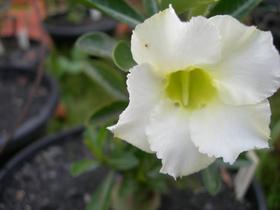 Rosa Do Deserto - Tons De Branco - Floranet