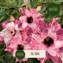 Rosa do deserto ts-284 perfumada