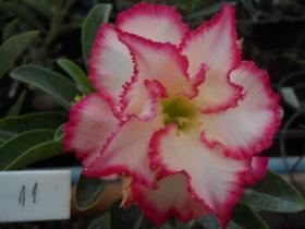 Rosa Do Deserto Ts11 - Floranet