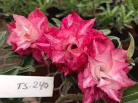 Rosa do deserto TS240 Perfumada tripla