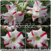 Rosa do deserto TS322 enxertada