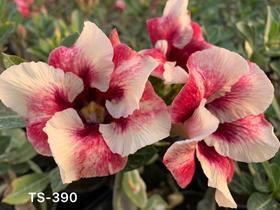 Rosa do deserto TS390