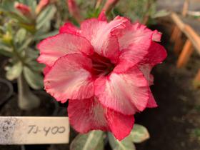 Rosa do deserto TS400 Enxertada