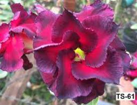 Rosa do deserto TS61 - dm rosa do deserto TS61