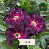 Rosa do deserto UVA DOBRADA TS49