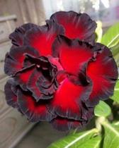 Rosa do deserto vermelha c/b preta 10 sementes