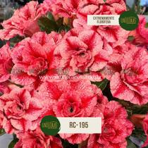 Rosa do deserto vermelha e branca buque dobrado rc195 Rosa do deserto vermelha e branca buque dobrado rc195