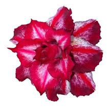 Rosa do deserto vermelha mesclada ts-85 - UNIFLORA
