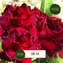 Rosa do Deserto vermelha tripla Dama de vermelho TRIPLA LM14