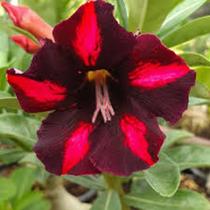 Rosa do deserto Viúva negra enxertada - Dm Rosa do deserto Rosa do deserto Viúva negra enxertada - Dm Rosa do deserto