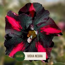 Rosa do deserto Viúva Negra Rosa do deserto Viúva Negra