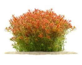 Rotala Rotundifolia (orange Juice) Chácara Takeyoshi Rotala Rotundifolia (orange Juice) Chácara Takeyoshi