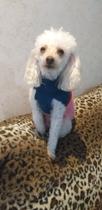 Roupa cachorro raças pequenas em Tricô