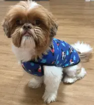 Roupa de Soft para Pet, Macho, tamanho 1.