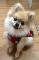 Roupa de Soft para Pet, Macho, tamanho 4