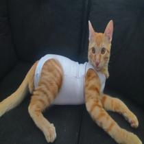 Roupa Macacão Pós Cirúrgico para Gatos