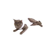 Roupa para Gato Pós Cirúrgica Castração Branca Roupa para Gato Pós Cirúrgica Castração Branca