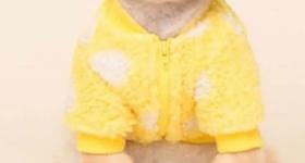 Roupa pet para inverno amarelo