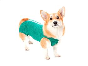 Roupa Pós Cirúrgica Para Cachorro Machos Fêmeas Tamanho 08