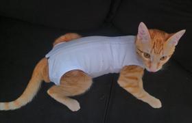 Roupa Pós Cirúrgica Para Gatos 01 Roupa Pós Cirúrgica Para Gatos 01