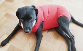 Roupa pós cirúrgica pet para machos e fêmeas 07