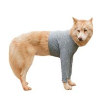 Roupa Protetora Para Peito e Pernas Dianteiras Membros Anteriores de Cachorro Tecido Dry Fit Com Proteção Solar Roupa Protetora Para Peito e Pernas Dianteiras Membros Anteriores de Cachorro Tecido Dry Fit Com Proteção Solar