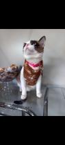 Roupas para gatos e cachorros