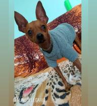 Roupinha pet