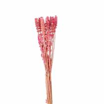 Rubi Rosa Desidratado Rubi Rosa Desidratado