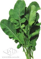 Rúcula Donatella (Folha Larga) - 8gramas de Sementes