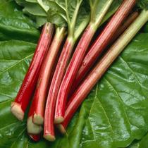 Ruibarbo SECOS para chás ou Banhos Ruibarbo SECOS para chás ou Banhos