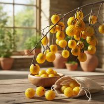 Saboneteira - Sapindus saponaria - Planta Nativa da América Tropical